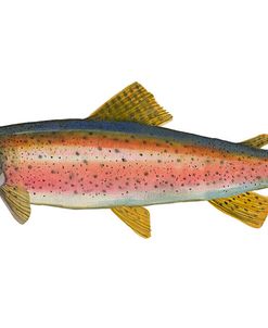 Rainbow Trout