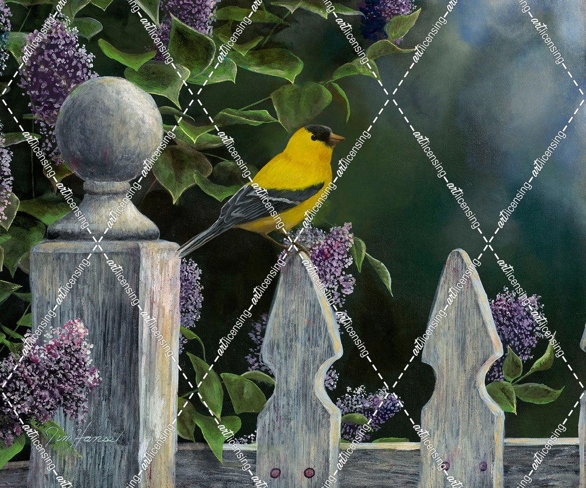 Birds Eye View-Goldfinch