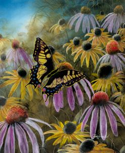 Garden Visitor-Sparrowtail Butterfly-vert