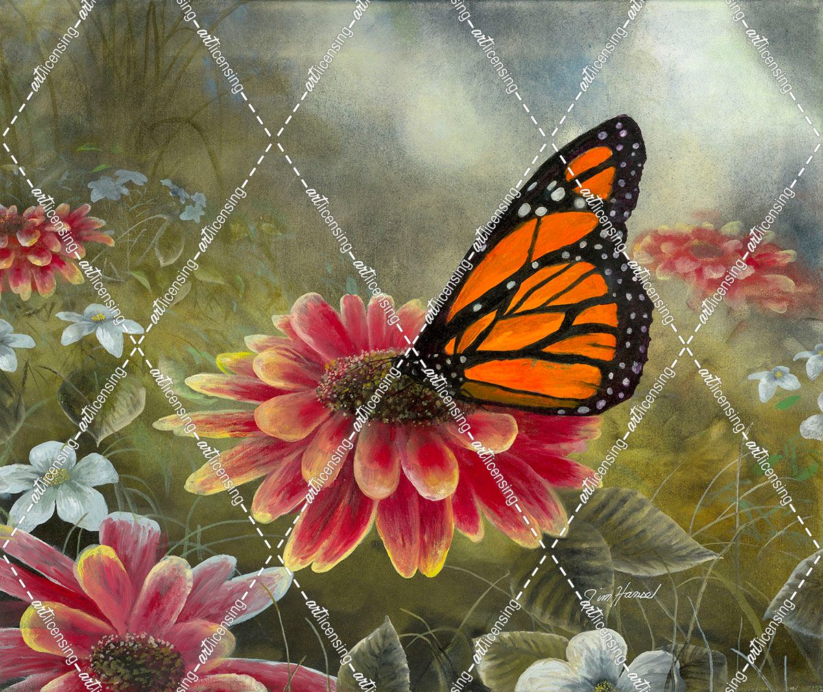 Garden Visitor – Monarch Butterfly