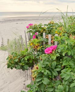 Beach Roses