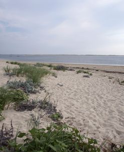 Beach Day