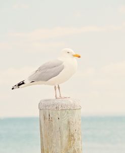 Perch