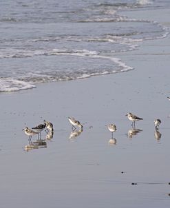 Morning Along The Shore