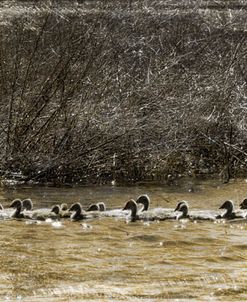 Family Outing