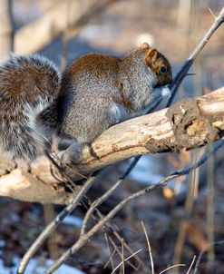 Snow Chipmunk