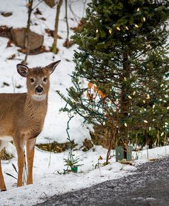 Christmas Deer