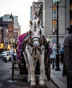 Christmas Horse