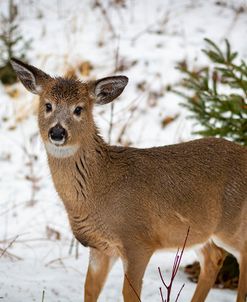 Snow Deer