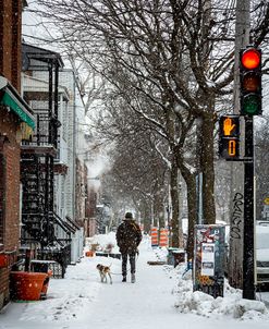 Winter Dog