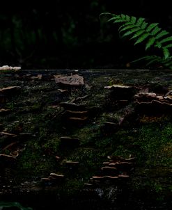 Dark Moss
