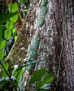 Green Roots