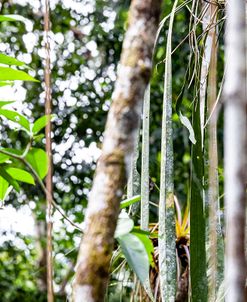 Hanging Garden