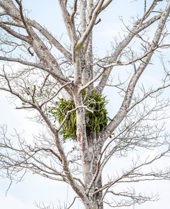 Tree Detail One