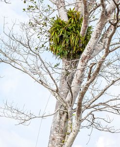 Tree Detail Three