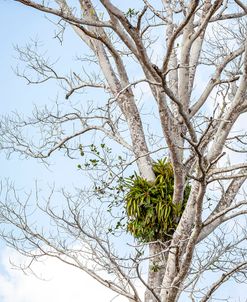 Tree Detail Two