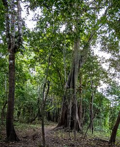 Tropical Trees