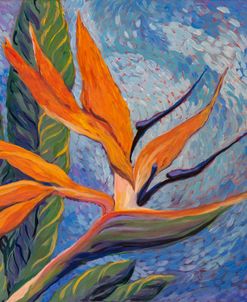 Bird Of Paradise