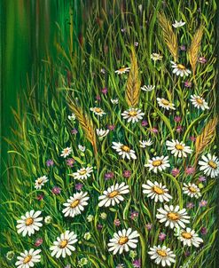 Daisies