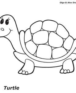 Turtle