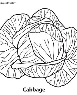 Cabbage