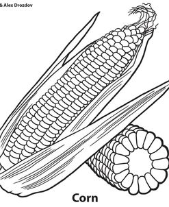 Corn