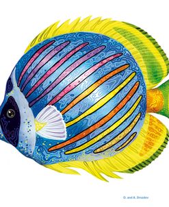 Fish 1 Blue-Yellow