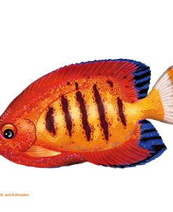 Fish 2 Red-Yellow