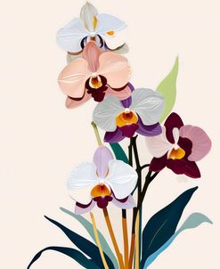 Orchids