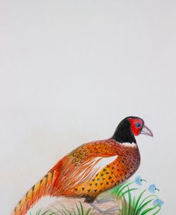 Ph – Pheasant