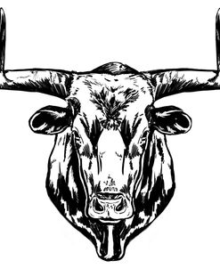 Longhorn Bull Sketch