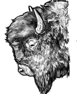 Bison Sketch