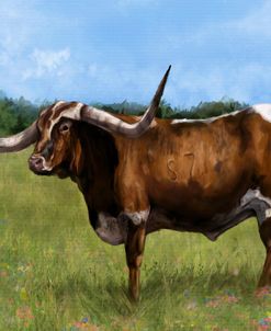Steer