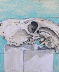Cow Skull