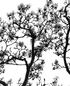 Cherry Blossoms