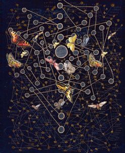 Midnight Chakra Web With Butterflies