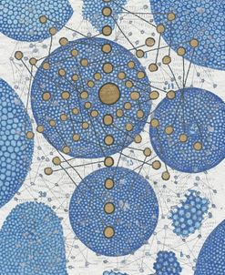 Chakra Web With Algae