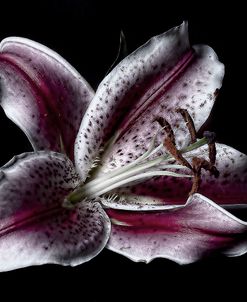 Antiqued Lily