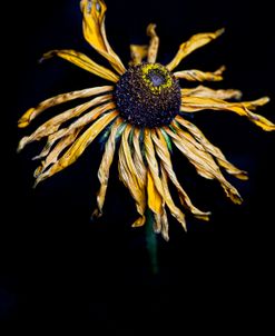 Dried Sunflower