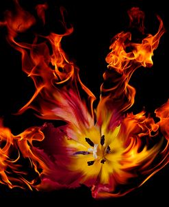 Flaming Tulip