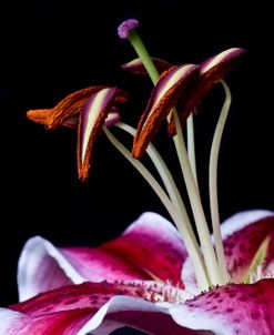 Hot Pink Lily Closeup