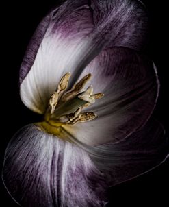 Antiqued Tulip