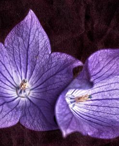 Balloon Flower