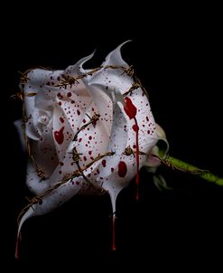 Bleeding Rose