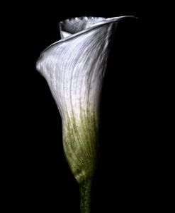 Calla Lily