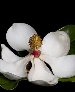 Magnolia