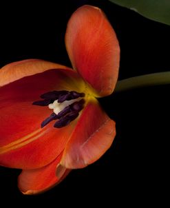 Orange Tulip