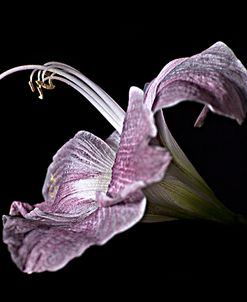 Pale Pink Lily