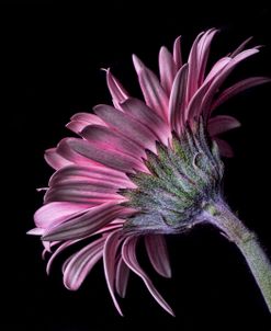 Pink Gerber Daisy