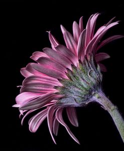 Pink Gerber Daisy